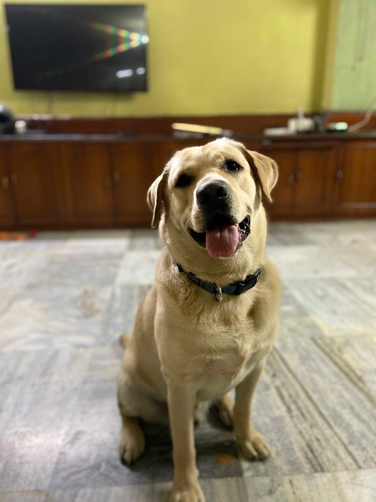 Labrador Retriever Dogs For Mating In Guwahati