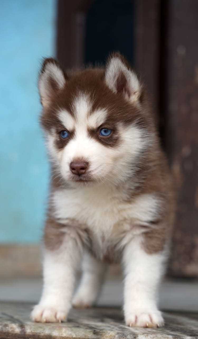 what is the price of husky dog in india