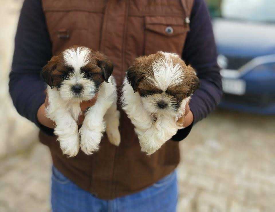 Shih Tzu For Sale In Chennai