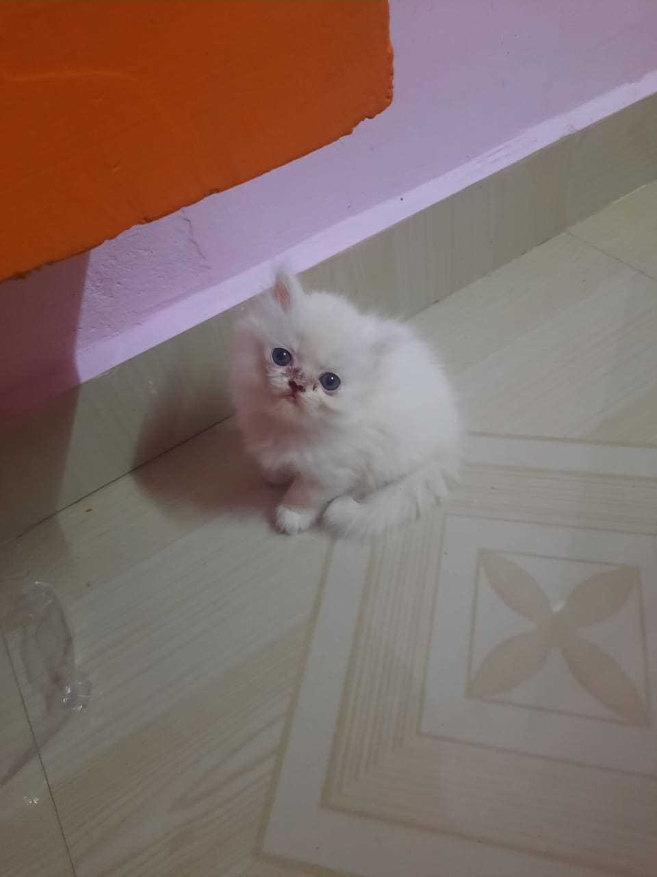 Persian For Sale In Vellore