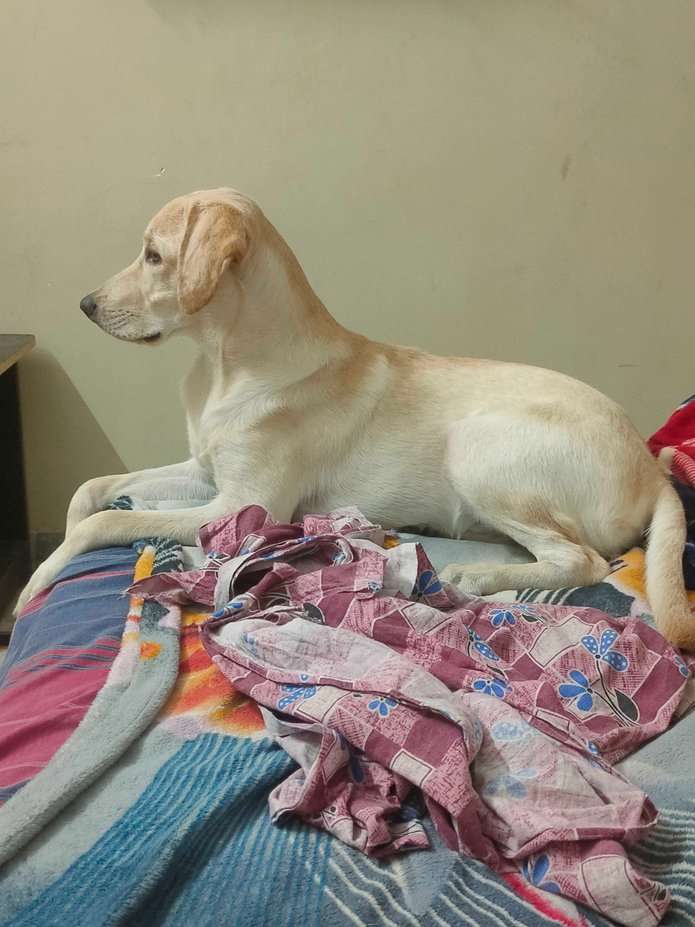 Puppies and Dogs for Adoption in Jaipur | Mr n Mrs Pet