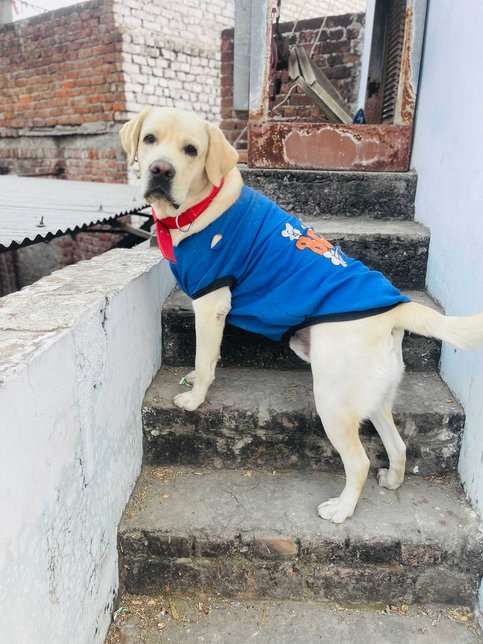 Labrador Retriever Dogs For  Mating In Jaipur