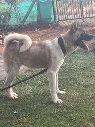 Akita Dogs For Mating In Mumbai