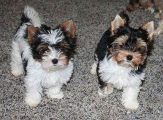 Biewer Terrier For Sale In Mumbai