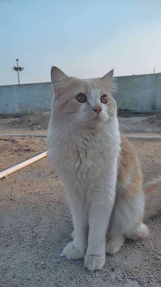 Persian Dogs For  Mating In Hyderabad