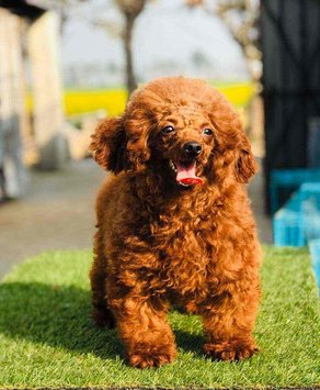 Japanese red toy poodle discount