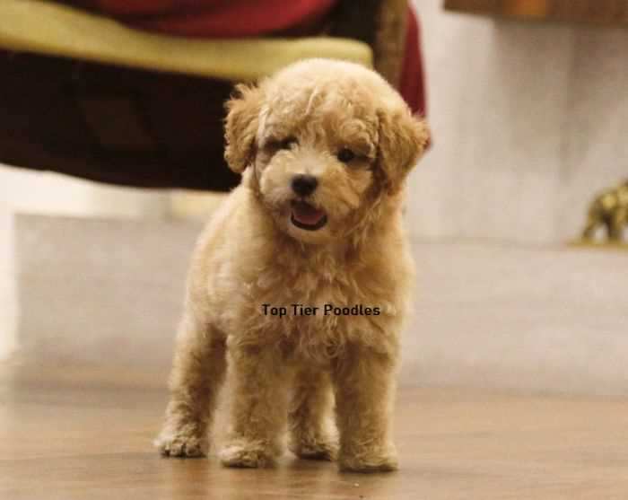 Poodle For Sale In Indore