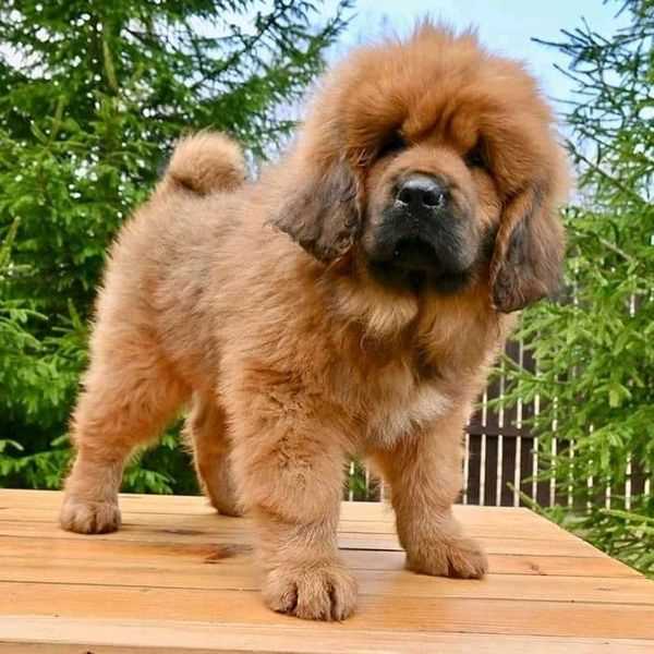 KCI Registered Tibetan Mastiff