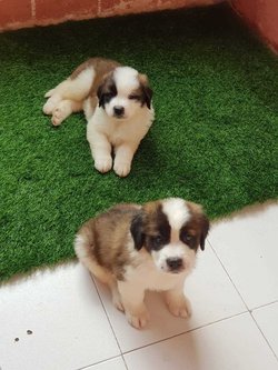 Saint Bernard For Sale In Indore
