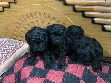Poodle For Sale In Lucknow