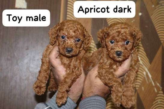 Poodle For Sale In Lucknow