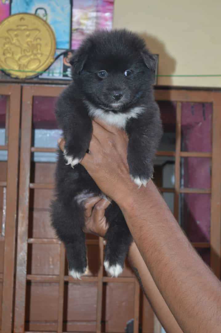 Culture Pomeranian For Sale In Lucknow