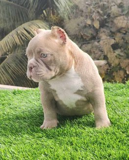 American bully hot sale price puppy