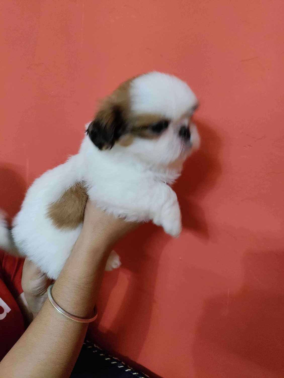 Mr n Mrs Pet