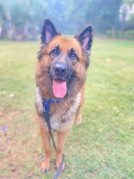 German Shepherd Dogs For Mating In Delhi