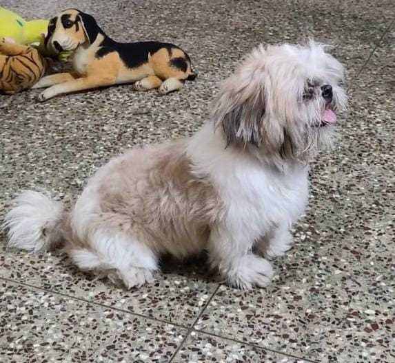 Shih Tzu Dogs For Mating In Chennai