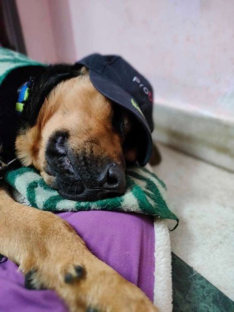German Shepherd Dogs For Mating In Jaipur