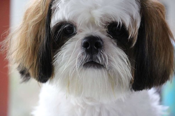 Shih Tzu Dogs For Mating In Bangalore