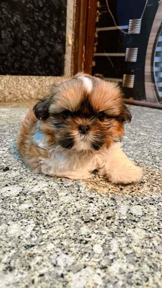Chiweenie shih tzu cheap