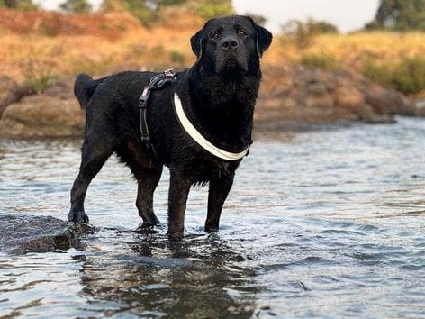 Labrador Retriever Dogs For Mating In Pune