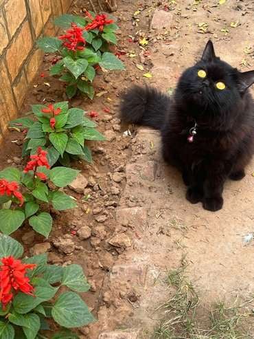 Persian Dogs For  Mating In Jaipur