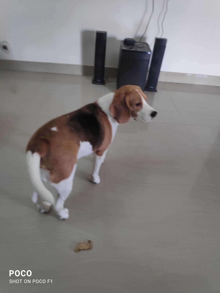 Beagle Dogs For Mating In Chennai