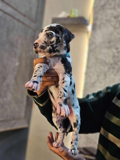 Cheap great dane puppies shop for sale
