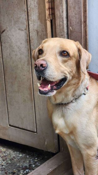 Labrador Retriever Dogs For Mating In Vellore
