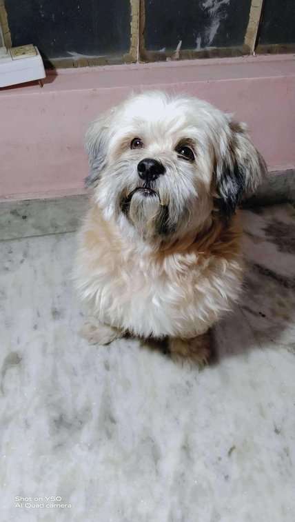 Shih Tzu Dogs For  Mating In Jaipur