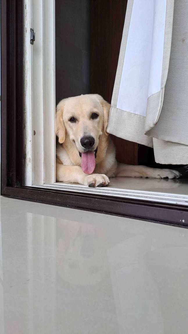 Golden Retriever For Adoption In Kottayam