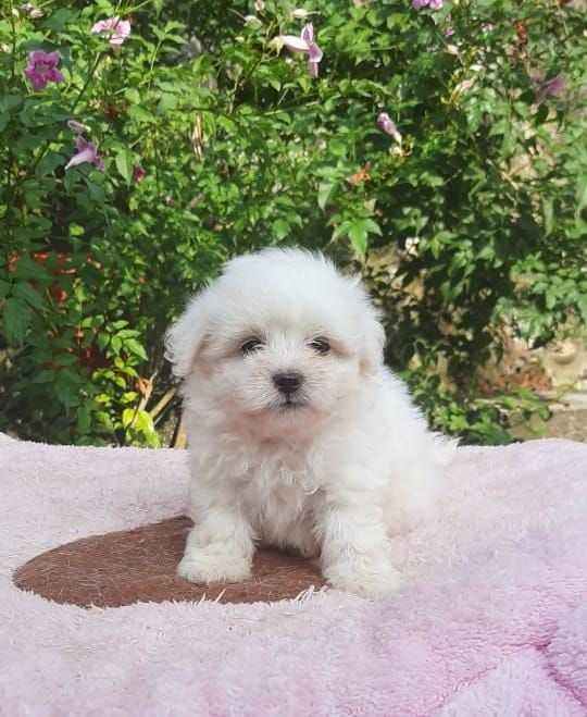 Maltese For Sale In Chennai
