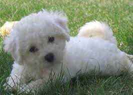 Bichon Frise For Sale In Chennai