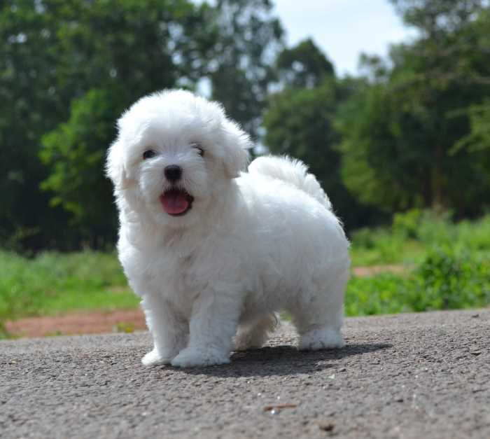 Maltese For Sale In Chennai