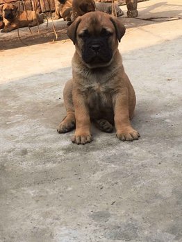Bullmastiff For Sale In Delhi