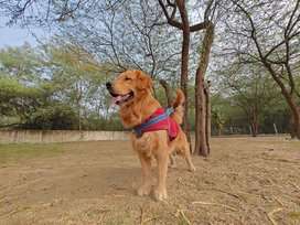 Golden Retriever Dogs For Mating In Delhi