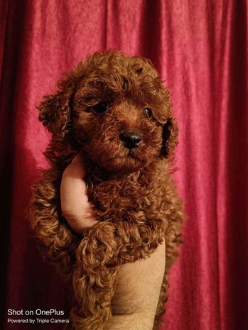 Poodle For Sale In Indore
