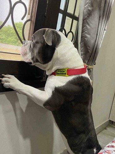 American Bully Dogs For Mating In Hyderabad
