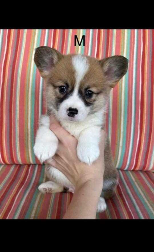 Cardigan welsh corgi puppies for sale discount