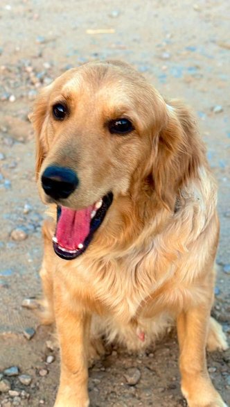 Golden Retriever Dogs For  Mating In Jaipur