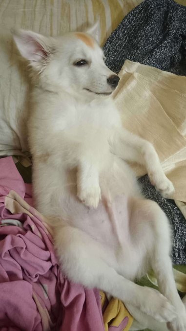 Pomeranian Dogs For Mating In Raipur