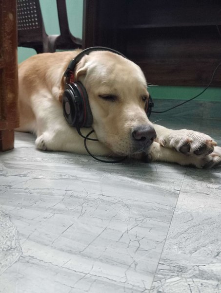 Labrador Retriever Dogs For Mating In Chennai