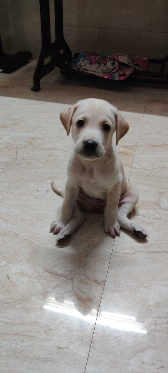 Labrador puppy price in rupees cheap