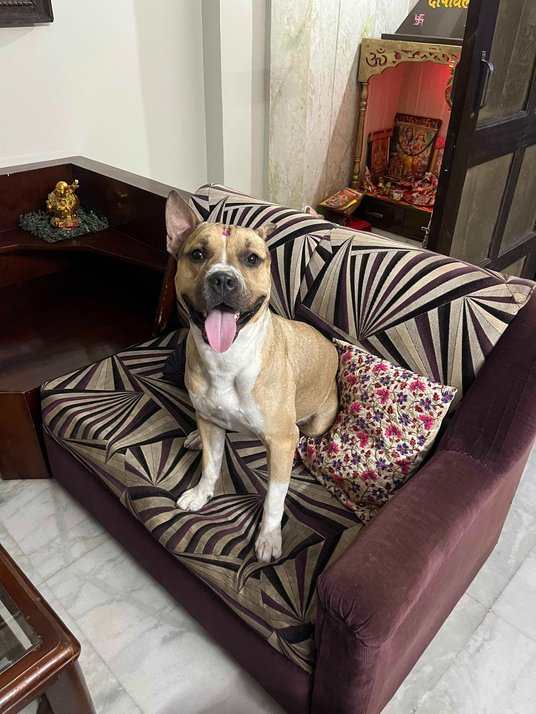 American Staffordshire Terrier Dogs For Mating In Delhi