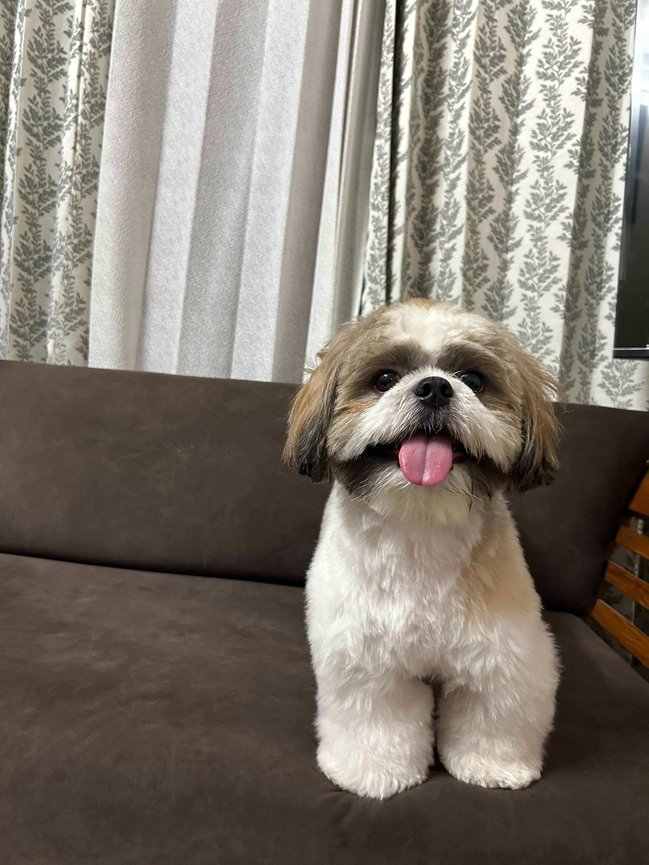 Shih Tzu Dogs For Mating In Calicut