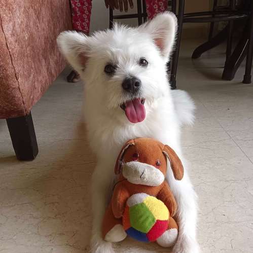 Maltese Dogs For Mating In Delhi
