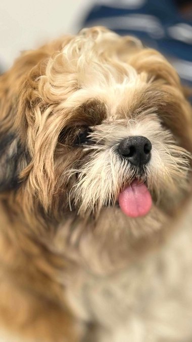 Shih Tzu Dogs For Mating In Vijayawada