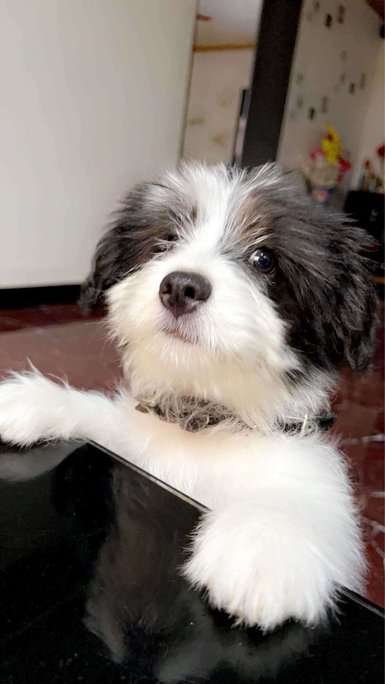 Lhasa Apso Dogs For Mating In Mumbai