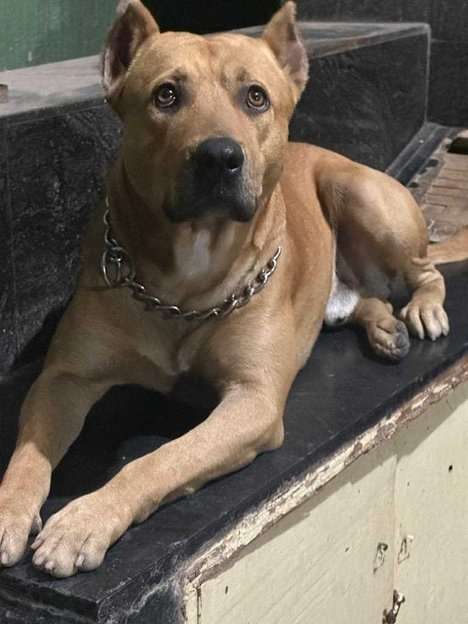 Staffordshire Bull Terrier Dogs For Mating In Bangalore