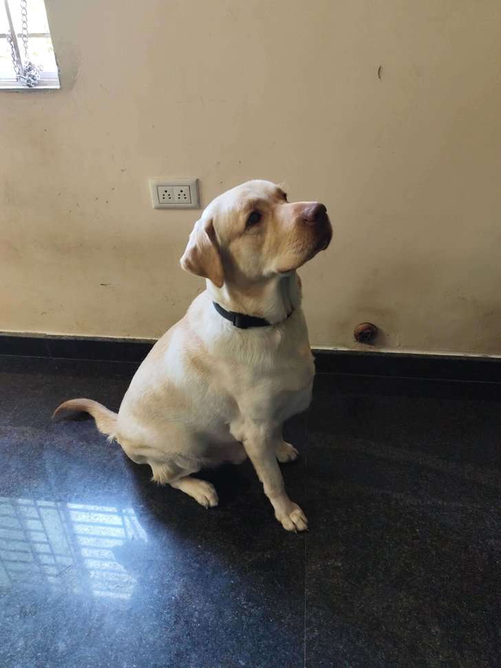 Labrador Retriever Dogs For Mating In Bangalore