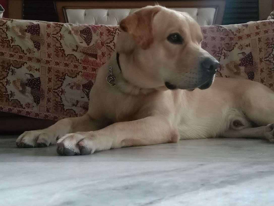 Labrador Retriever Dogs For  Mating In Hyderabad